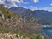 Monte Barro ad anello ‘fiorito’ da Galbiate-17apr23 - FOTOGALLERY